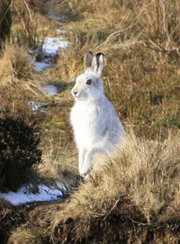 Hare photography by Betty Fold Gallery